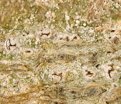 Arthonia pseudostromatica