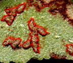 Arthonia rubrocincta