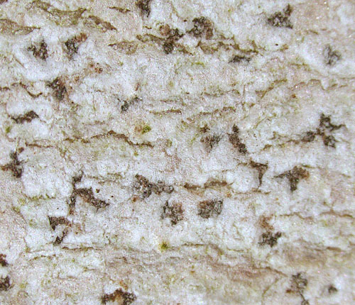 Arthonia taediosa