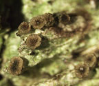 Aspidothelium cinerascens