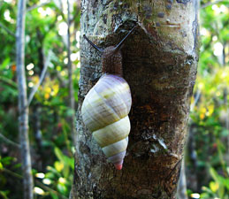 Tree snail grazing on Everglades lichens.