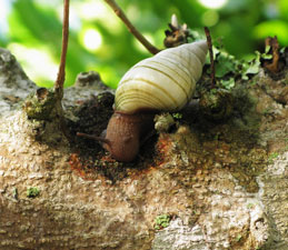 Tree snail grazing on Pyrenula cruenta.
