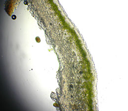 Lichen interior: alga green, fungus white.