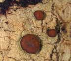 Bacidia aggregatula