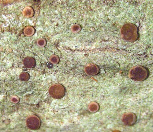 Bacidia hostheliodes