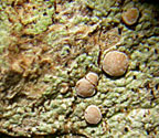 Bacidia mutabilis