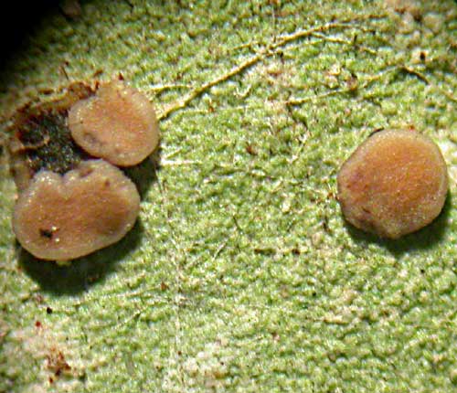 Bacidia polychroa