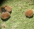 Bacidia polychroa