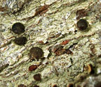 Bacidia russeola