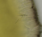 Bacidia russeola