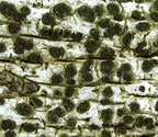 Baculifera micromera
