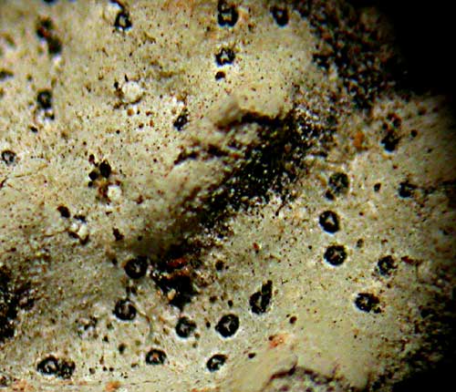 Bagliettoa baldensis