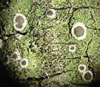 Byssoloma leucoblepharum