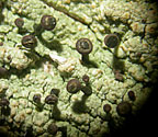 Calopadia floridana
