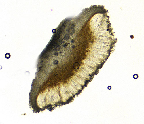 Calopadia floridana ascospores thin section thin section