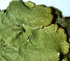 Canoparmelia cryptochlorophaea