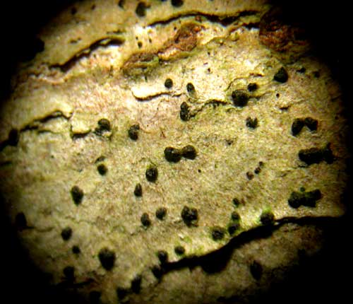 Celothelium aciculiferum