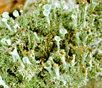 Cladonia chlorophaea