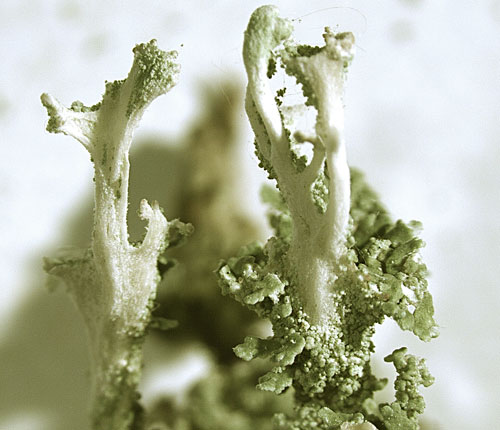 Cladonia ramulosa