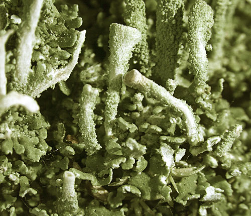 Cladonia ramulosa