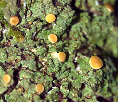 Coenogonium isidiiferum