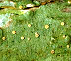 Coenogonium lutescens