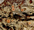 Coenogonium luteum