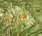 Coenogonium nepalense