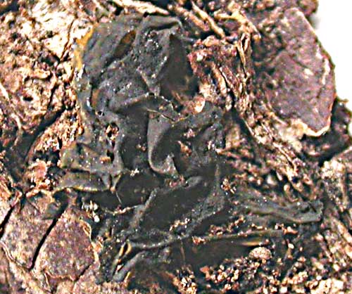 Collema subflaccida