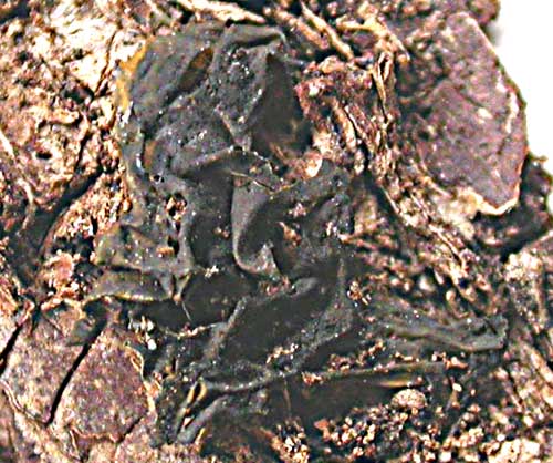 Collema subflaccida