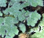 Crocynia pyxinoides