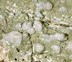 Cryptothecia evergladensis