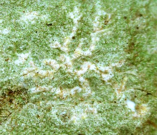 Cryptothecia randallii