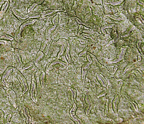 Diorygma basinigrum