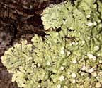 Dirinaria picta