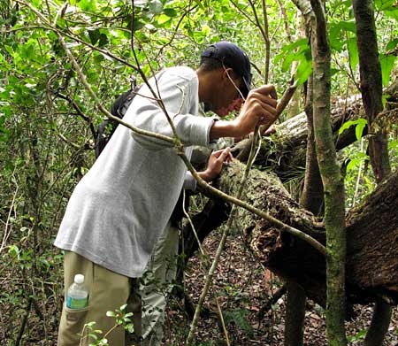 Viewing Lichens in Deer Hammock