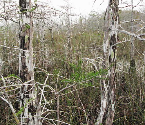 Cypress Forest with Cypress Dome behind