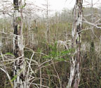 Cypress Prairie, Dome in background