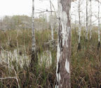 Cypress Prairie, Dome behind