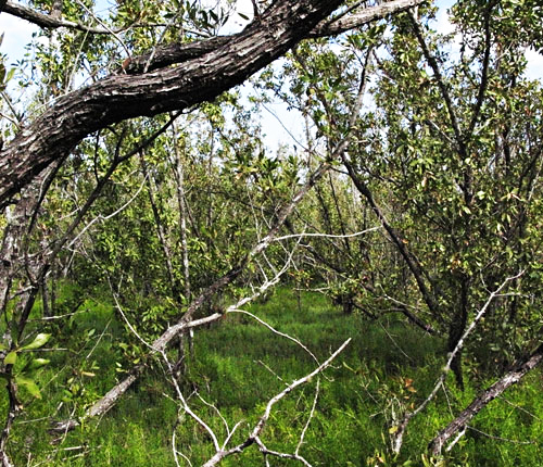 Flamingo Buttonwood Forest