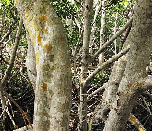 Murray Key Red Mangroves