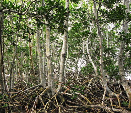 Murray Key Red Mangroves