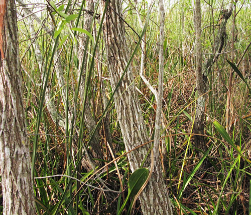 Willow Strand with Dall Hammock behind