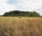 Prairie Hammocks