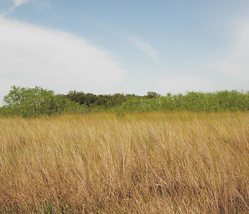 Willow Strand with Dall Hammock in background