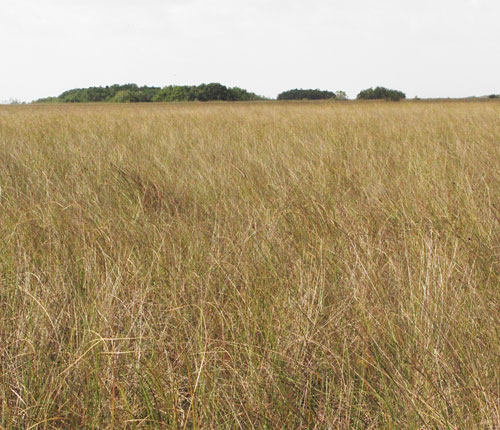 Prairie Hammocks