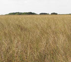 Prairie Hammocks