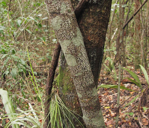 Hammock interior with Sclerophyton seriale