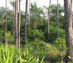 Mosier Hammock, a pineland hammock