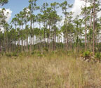 Smith Hammock, a prairie hammock